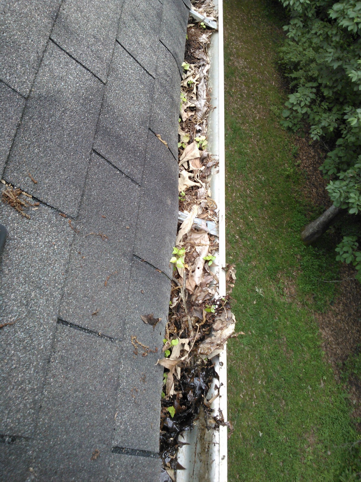 A gutter filled with leaves and debris, seen from the roof
